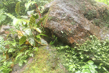 印度尼西亚巴厘岛喷雾瀑布的一块湿巨石 热带丛林中的棕色石头 热带植被被潮湿的石头及其周围环境所覆盖 自然背景岩石藤本荒野溪流树叶图片