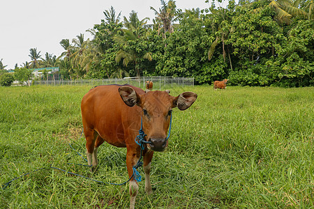 站立在与高草的绿色领域的棕色母牛 年轻的小母牛看着镜头 肉牛用蓝色绳子拴着 牛在长满草的草地上吃草 巴厘岛 印度尼西亚农田农场奶图片