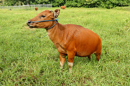 站立在与高草的绿色领域的棕色母牛 年轻的小母牛看着镜头 肉牛用蓝色绳子拴着 牛在长满草的草地上吃草 巴厘岛 印度尼西亚国家哺乳动图片