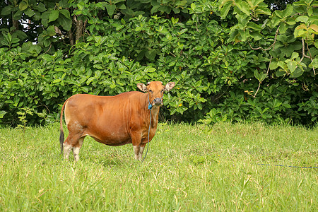 站立在与高草的绿色领域的棕色母牛 成年小母牛看着镜头 肉牛用蓝色绳子拴着 一头吃草的牛在长满青草的草地上吃草 巴厘岛 印度尼西亚图片