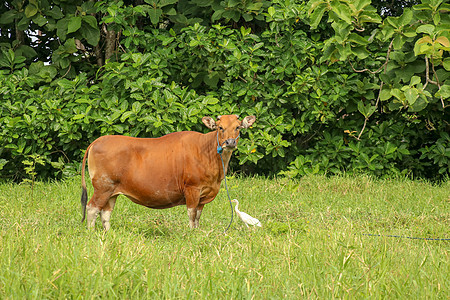 站立在与高草的绿色领域的棕色母牛 成年小母牛看着镜头 肉牛用蓝色绳子拴着 一头吃草的牛在长满青草的草地上吃草 巴厘岛 印度尼西亚图片