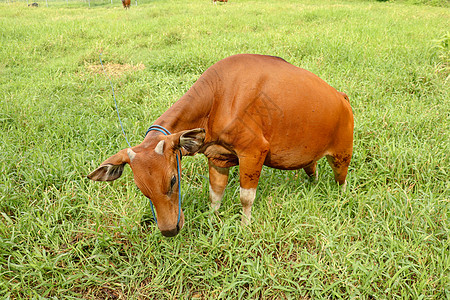母牛在领域站立在与高草的绿色领域的棕色母牛 小母牛环顾四周 肉牛用蓝色绳子拴着 牛在长满草的草地上吃草 您的项目的自然背景 印度尼西亚巴厘背景