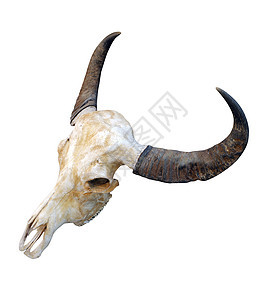 牛头骨 头牛头骨 白色背景上有角 头骨角衰变哺乳动物动物艺术驾驶骨骼喇叭水牛奶牛长角牛图片