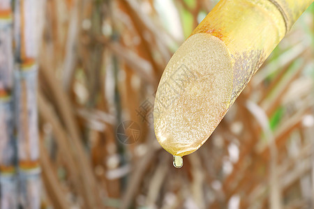 甘蔗和滴糖蜜 甘蔗液滴 新鲜甘蔗片 甘蔗种植园背景模糊的甘蔗 新鲜甘蔗 选择性聚焦图片