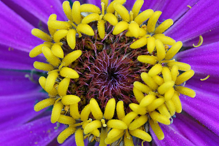 特写紫花的近端选择焦点宏观植物花瓣园艺蓝色黄色紫色花园美丽植物群图片