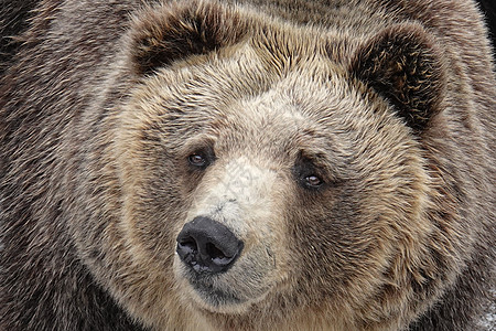 日本熊本城日本北海道Noboribetsu熊公园的熊哺乳动物旅游毛皮动物园危险森林野生动物荒野公园捕食者背景