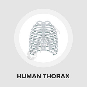 人类胸部平面 ico胸骨生活骨骼卫生药品生物学身体保健疼痛科学图片