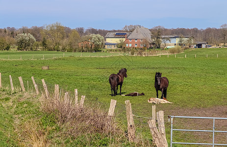 美丽的牧马全景 在树枝中绿色草地上的青绿草地上空间场地环境哺乳动物太阳晴天农场蓝色动物野生动物图片