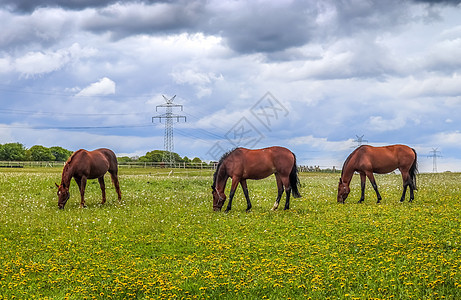 美丽的牧马全景 在树枝中绿色草地上的青绿草地上动物荒野野生动物蓝色马匹场地哺乳动物农业晴天牧场图片