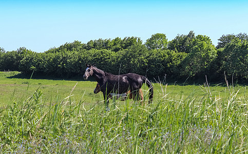 美丽的牧马全景 在树枝中绿色草地上的青绿草地上蓝色哺乳动物动物公园晴天空间农场牧场场地农村图片