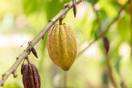Cacao 树 天然有机可可果豆水果森林花园巧克力种植园情调热带异国可可生长图片