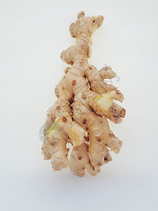 白色背景的苦姜 苦姜也称为 awapuhi lempuyang 和 在各种菜系食品中用作食品调味剂和开胃剂植物学植物叶子锥体丛林图片