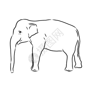 一只成年亚洲象与林的美丽素描野生动物獠牙鼻子厚皮成人动物艺术数字草图插图图片