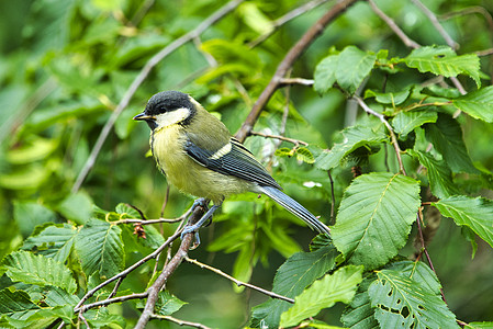 大踏在树上山雀鸣禽黄色单只鸟野生动物俘虏绿色动物图片