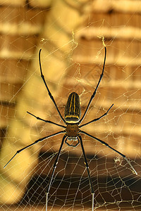 或金色圆网蜘蛛的顶视图 巨型香蕉蜘蛛正在网上等待他的猎物 蜘蛛宏观特写镜头在狂放的亚洲巴厘岛的 来自东南亚的大型彩色蜘蛛球体森林图片