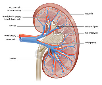 人体肾脏图片