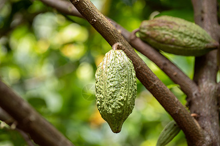 Cacao 树 天然有机可可果豆情调叶子丛林森林食物园艺可可植物学植物种子图片