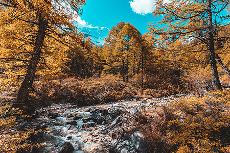 在Yading自然的秋天森林和雪山中多姿多彩旅游岩石冰川风景爬坡背包旗帜远足蓝色旅行图片