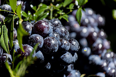 篮子里的黑葡萄 收割葡萄 红葡萄酒葡萄食物水果草皮酒庄葡萄园酒厂农村天堂栽培饮料图片