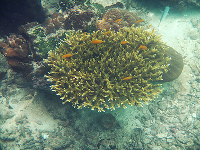 假小丑阿内莫尼鱼与海底海礼仪动物潜水热带鱼珊瑚橙子珊瑚礁荒野触手热带海洋背景图片