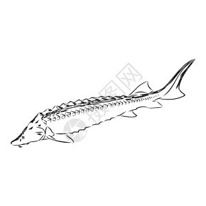 鲟鱼轮廓素描矢量图 签名熟食野生动物海鲜美味绘画海洋钓鱼雕刻插图食物图片
