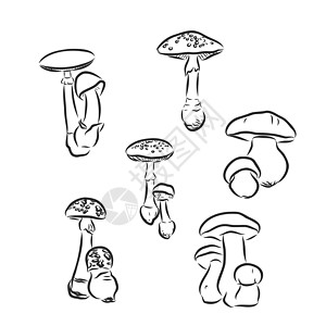 蘑菇森林蘑菇插图蘑菇矢量绘图菜单草图牡蛎艺术食物美食植物涂鸦绘画蔬菜图片
