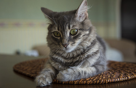 家里有一只可爱的灰猫婴儿宠物哺乳动物灰色猫咪眼睛小猫动物条纹虎斑图片