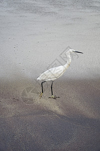 沙滩上的白海鸟白色海滩野生动物环境荒野海洋翅膀鸟类海滨羽毛背景图片