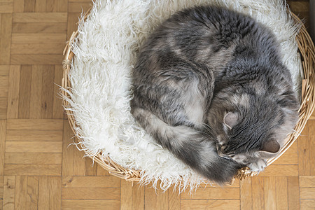 一个可爱的小猫咪 催眠在家里的篮子高清图片