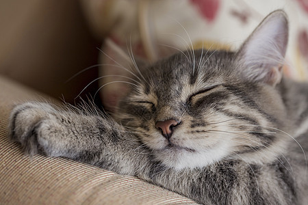 睡在床上的小猫小猫的近脸毛皮猫科宠物婴儿枕头虎斑动物猫咪爪子晶须图片