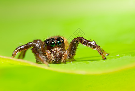 叶子上的大型蜘蛛绿色昆虫捕食者跳跃宏观背景图片