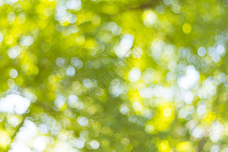背景树的抽象模糊散景光树叶自由绿色季节装饰品背景图片