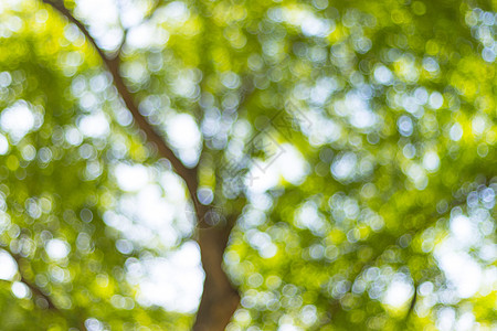 背景树的抽象模糊散景光树叶季节绿色自由装饰品背景图片