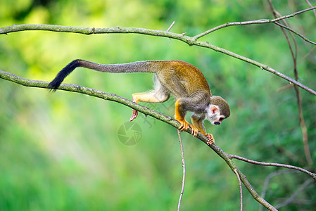 普通松鼠猴子在树枝上行走图片