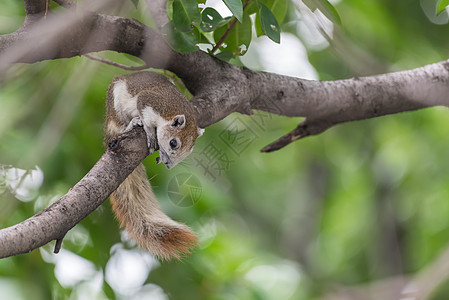 自然野生树上的松鼠棕色荒野栖息地尾巴毛皮警报动物森林公园野生动物树叶图片