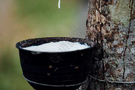 种植场上天然橡胶林树和天然橡胶车道牛奶橡皮收获橡胶场景乳胶丛林森林生产图片