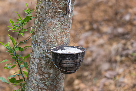 种植场上天然橡胶林树和天然橡胶热带环境生产衬套森林农业车道木头种植园生长图片