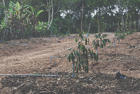 幼苗或树苗是水果之王种植园花园营养生长农场园艺榴莲植物叶子国家图片