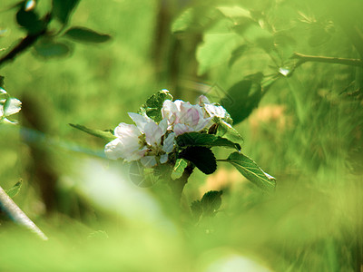 花朵玫瑰脆弱性花瓣植物学园艺植物紫红色背景图片