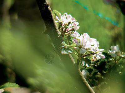 花朵植物植物学园艺紫红色玫瑰脆弱性花瓣背景图片