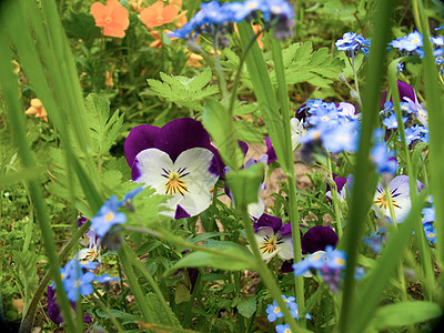 花朵植物学植物紫红色脆弱性玫瑰花瓣园艺背景图片