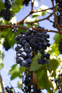 葡萄上连串红葡萄酒葡萄拉子收成生长酒厂叶子栽培食物葡萄园水果场地图片