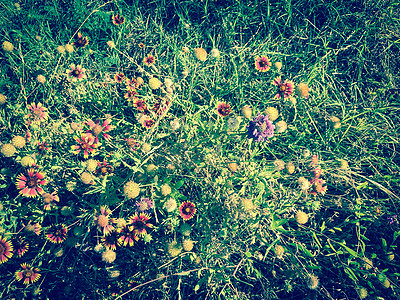 美国得克萨斯州科佩尔春秋时红红色印度白菜野花的顶端露花花丛花园黄色绿色植物学公园花朵暖光晴天生长宏观图片