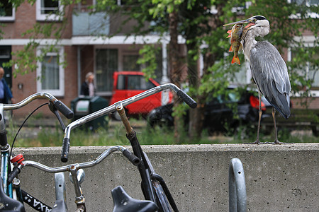 灰色海隆的嘴里有鱼 阿姆斯特丹运河背景羽毛鸟类钓鱼水鸟荒野眼睛灰鹭动物捕食者自行车图片