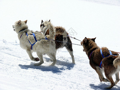 雪地里的雪橇狗背景图片
