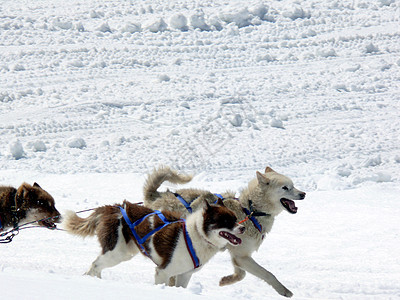 雪中雪地的雪橇狗速度动物运动小狗雪橇野生动物冒险背景图片