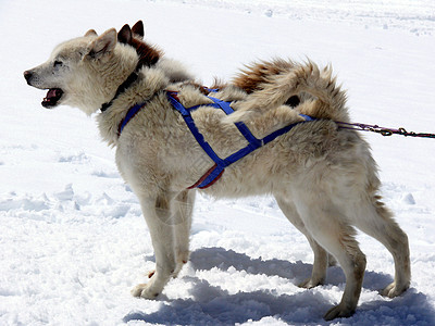 雪中雪地的雪橇狗雪橇野生动物动物运动小狗冒险速度背景图片