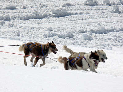 雪中雪地的雪橇狗雪橇小狗速度运动冒险动物野生动物背景图片
