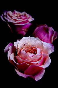 花园中的橙玫瑰花黄色玫瑰花朵花瓣植物花束婚礼植物群图片