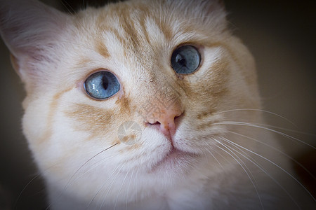 大脸猫蓝眼睛浅棕色猫宠物耳朵眼睛蓝色头发棕褐色猫科动物鼻子外套动物背景